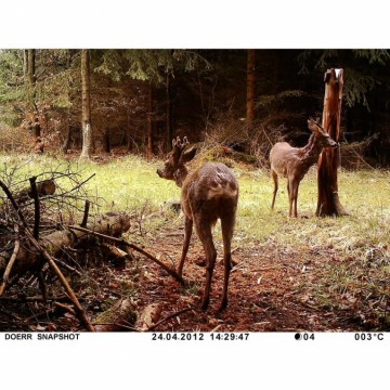 Dörr Foto Wildcamera Snap Shot Mini 5.0