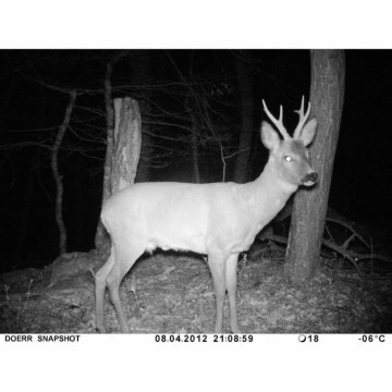 Dörr Foto SnapShot Mobil 5.1 Wildcamera 12 Mpix Black LED's