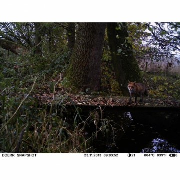 Dörr Foto Wildcamera Snap Shot Mini 5.0, Black LED's