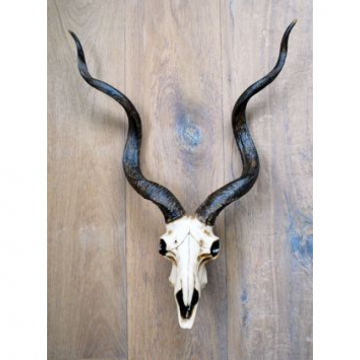 Trofee gems imitatie 52,5x27,5xh64 cm naturel