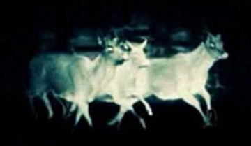 Pulsar Thermal Imaging Sight Apex XD75