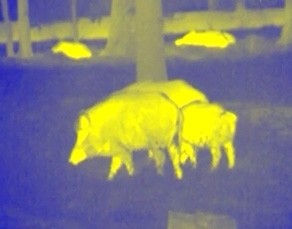 Pulsar Quantum XQ19 Thermal Scope