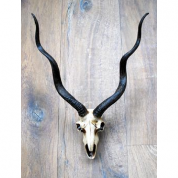 Trofee gems imitatie 34x21xh39,5 cm naturel